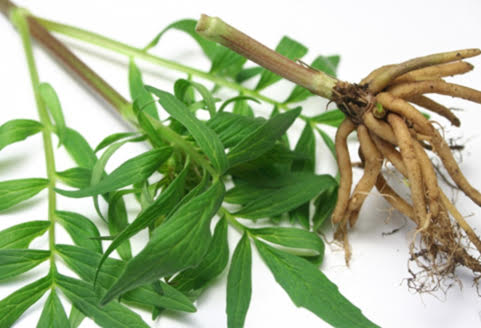 valerian root
